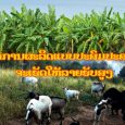 ທ່ານ ອຸດສາ ວົງສາ ຄອບຄົວຕົວແບບ ກຸ່ມການຜະລິດປູກຝັງ ແລະ ລ້ຽງສັດ ບ້ານນ້ຳເດື່ອ ເມືອງປາກກະດິງ ໄດ້ລາຍງານຕໍ່ກອງປະຊຸມໃຫຍ່ອົງຄະນະພັກເມືອງປາກກະດິງ ຄັ້ງທີ VII ທີ່ໄດ້ໄຂຂຶ້ນໃນວັນທີ 13 ກຸມພາ 2020 ໄດ້ໃຫ້ຮູ້ວ່າ: ຄອບຄົວຂ້າພະເຈົ້າເອງ ໃນເມື່ອກ່ອນປະກອບອາຊີບຄ້າຂາຍ, ເຮັດນາ [&hellip;]
