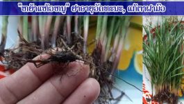 ຫຍ້າແຫ້ວໜູ ວັດສະພືດທີ່ໄຮ່ຄ່າ ຫຼາຍຄົນໂດຍສະເພາະຕອນຍັງນ້ອຍ ຄົງເຄີຍເອົາມາສານເປັນຮັງຕັກກະແຕນຫຼິ້ນ ແຕ່ວ່າ ຫຍ້າແຫ້ວໜູ ມີຊັບພະຄຸນຢາດີເປັນເລີດ ຄືເປັນຢາອາຍຸວັດທະນະ ຫຍ້ຳກິນສົດໆ ວັນລະ 3 ຫົວ ແກ້ຕາຝາມົວ ຖ້ານຳເອົາມາຕົ້ມ ດື່ມນ້ຳແກ້ກົດໄຫລຢ້ອນ ຫຼື ບົດເປັນຜົງປັ້ນປະສົມກັບນ້ຳເຜີ້ງ ເຮັດເປັນລູກກອນກໍ່ໄດ້ ດີຕໍ່ສຸຂະພາບ ຖ້າທ່ານໃດມີບັນຫາດ້ານສຸຂະພາບ [&hellip;]