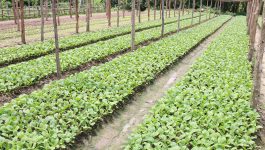   ບ້ານຫົວນາ ເມືອງບໍລິຄັນ ແຂວງບໍລິຄຳໄຊ ກໍ່ເປັນບ້ານໜື່ງ ທີ່ໃຫ້ຄວາມສຳຄັນແກ່ຊີວິດການເປັນຢູ່ຂອງປະຊາຊົນບັນດາເຜົ່າ ໂດຍສະເພາະແມ່ນການເຮັດສວນປູກພືດ, ການລ້ຽງສັດ ແລະ ການເຮັດນາປູກເຂົ້າ ເພື່ອຍົກສູງຄຸນນະພາບຊີວິດການເປັນຢູ່ໃຫ້ດີຂື້ນ ແຕ່ການຜະລິດນັ້ນຍັງບໍ່ທັນມີຈຸດສູມ ແລະ ອັນຮອງຮັບຢ່າງໝັ້ນຄົງເທື່ອ ເລີ່ມແຕ່ຕົ້ນປີ 2000 ເປັນຕົ້ນມາ ພາຍຫຼັງອຳນາດການປົກຄອງເມືອງ ໄດ້ມີທິດຫັນປ່ຽນເຂົ້າສູ່ການຜະລະລິດ ແບບຈຸດສູມ [&hellip;]
