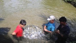 ຄົນເຮົາບໍ່ຂຶ້ນກັບບ່ອນເກີດຕົ້ນກຳເນີດ, ລະດັບການສຶກສາ ຫຼື ຖານະທາງດ້ານເສດຖະກິດ ຖ້າມີຄວາມດຸໝັ່ນຂະຫຍັນໝັ່ນພຽນ, ມານະອົດທົນ ກໍ່ສາມາດຜ່ານຜ່າອຸປະສັກ ນໍາພາຊີວິດຕົນເອງ ແລະ ຄອບຄົວດີຂຶ້ນໄດ້ ເຊັ່ນດຽວກັບ ສະຫາຍ ຄຳບິ່ງ ເພັງມີໄຊ ອາຍຸ 34 ປີ ຊາວໜຸ່ມຕົວແບບໃນການລ້ຽງປາ ຢູ່ບ້ານປາກປຶງ ເມືອງປາກຊັນ [&hellip;]
