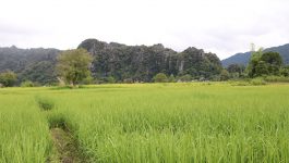 ການປູກຝັງ – ລ້ຽງສັດ ແມ່ນກິດຈະວັດໜຶ່ງ ທີ່ສຶບທອດມາແຕ່ປູ່ຍ່າຕາຍາຍຂອງປະຊາຊົນລາວ, ຄົນລາວ ສ່ວນຫລາຍຍັງຕິດພັນກັບການທຳມາຫາກິນຕາມທຳມະຊາດ ອາໃສທຳມະຊາດ ແລະ ສ້າງຮັ່ງຄູນມີໂດຍນຳໃຊ້ເງື່ອນໄຂອຳນວຍສະດວກຂອງທຳມະ ຊາດ. ໂດຍປະຕິບັດຕາມແຜນພັດທະນາເສດຖະກິດ-ສັງຄົມ ຂອງພັກ – ລັດວາງອອກ ເພື່ອເຮັດໃຫ້ຄອບຄົວມີການພັດທະນາດີຂື້ນໄປເລື້ອຍໆ ສາມາດລຶບລ້າງຄວາມທຸກຍາກໄດ້ນັ້ນ ຊາວບ້ານໂພນຕານ ເມືອງຄຳເກີດ ແຂວງບໍລິຄຳໄຊ [&hellip;]