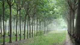 ການປູກຢາງພາລາ ໄດ້ຊ່ວຍປັບປຸງຊີວິດການເປັນຢູ່ຂອງປະຊາຊົນ, ແກ້ໄຂຄວາມທຸກຍາກ ແລະ ພັດທະນາເສດຖະກິດຂອງແຂວງບໍລິຄຳໄຊ ສະຫາຍ ພັດທະຈອນ ແກ້ວພຸດທະວົງ ຫົວໜ້າພະແນກກະສິກຳ ແລະ ປ່າໄມ້ແຂວງ ໄດ້ລາຍງານຕໍ່ກອງປະຊຸມໃຫຍ່ ຄັ້ງທີ VII ຂອງອົງຄະນະພັກແຂວງບໍລິຄຳໄຊ ທີ່ໄດ້ໄຂຂຶ້ນຢ່າງເປັນທາງການ ໃນວັນທີ 24 ກັນຍາ 2020 [&hellip;]
