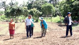 ການປູກຝັງ –ລ້ຽງສັດ ແມ່ນກິດຈະກຳໜຶ່ງ ທີ່ສືບທອດມາແຕ່ປູ່ຍ່າຕາຍາຍຂອງປະຊາຊົນລາວ, ຄົນລາວ ສ່ວນຫລາຍຍັງຕິດພັນກັບການທຳມາຫາກິນຕາມທຳມະຊາດ ອາໃສທຳມະຊາດ ໂດຍນຳໃຊ້ເງື່ອນໄຂອຳນວຍຄວາມສະດວກຂອງທຳມະຊາດ ເປັນສຳຄັນ. ໂດຍປະຕິບັດຕາມແນວທາງນະໂຍບາຍຂອງພັກວາງອອກ ທີ່ວ່າ ຢາກຫລຸດພົ້ນອອກຈາກຄວາມທຸກຍາກໄດ້ ຕ້ອງປູກ ກັບ ລ້ຽງ, ຍ້ອນແນວນັ້ນ ໂດຍອາໃສທ່າແຮງທາງດ້ານພື້ນທີ່ ແລະ ມູນເຊື້ອການອອກແຮງງານ, ຊາວບ້ານໂພນທອງ [&hellip;]