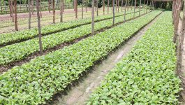   ຕາມການໃຫ້ສໍາພາດຂອງທ່ານ ອ່ອນນ້ອຍ ໄຊຍະສານ ເລຂາພັກບ້ານ ນາຍບ້ານນາຫາດ ຕໍ່ນັກຂ່າວໃນວັນທີ 2 ກັນຍາ ນີ້ວ່າ: ບ້ານນາຫາດ ເປັນບ້ານໜຶ່ງທີ່ນອນຢູ່ໃນກຸ່ມພັດທະນາໜອງອໍ້-ນາແປ ເມືອງຄໍາເກີດ ແຂວງບໍລິຄຳໄຊ ປະຊາຊົນສ່ວນໃຫຍ່ແມ່ນຢຶດຖືອາຊີບປູກຝັງລ້ຽງສັດເປັນຕົ້ນຕໍ ແລະ ຄ້າຂາຍ ເປັນສໍາຮອງ, ບ້ານນາຫາດ ມີ [&hellip;]