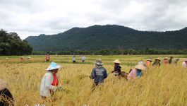 ເພື່ອປະຕິບັດຕາມແຜນພັດທະນາເສດຖະກິດ-ສັງຄົມ ຂອງເມືອງຄຳເກີດວາງອອກ ເວົ້າລວມ, ເວົ້າສະເພາະກຸ່ມພັດທະນາຄຳມ່ວນເພື່ອເຮັດໃຫ້ປະຊາຊົນຫຼຸດພົ້ນອອກຈາກຄວາມທຸກຍາກໃດ້ເທື່ອລະກ່າວ. ທ່ານ ອຳພອນ ພົມມະສານ ເລຂາຄະນະພັກກຸ່ມພັດທະນາຄຳມ່ວນ ໄດ້ໃຫ້ສຳພາດຕໍ່ນັກຂ່າວ ໃນວັນທີ 15 ຕຸລາ 2020 ວ່າ: ທົ່ວກຸ່ມບ້ານພັດທະນາຄຳມ່ວນ ປະກອບມີ 1.246 ຫຼັງຄາເຮືອນ, ມີ 1.475 [&hellip;]