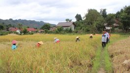     ຕາມການລາຍງານຂອງທ່ານ ບົວວັນ ປາມ່ອນມະນີ ນາຍບ້ານຄຳມ່ວນ ໃນຄັ້ງວັນທີ່ 20 ຕຸລາ 2020 ໃຫ້ຮູ້ວ່າ: ບ້ານຄຳມ່ວນ ເມືອງຄຳເກີດ ແຂວງບໍລິຄຳໄຊ ປະກອບມີ 141 ຫຼັງຄາເຮືອນ, ມີ 128 ຄອບຄົວ, [&hellip;]
