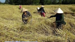 ປະຈຸບັນນີ້ ປະຊາຊົນພາຍໃນເມືອງປາກຊັນ ທີ່ເຮັດການຜະລິດປູກເຂົ້ານາປີ ແມ່ນພວມຂຸ້ນຂ້ຽວ, ເລັ່ງໃສ່ການເກັບກ່ຽວຜົນຜະລິດ ເພື່ອໃຫ້ທ່ວງທັນຕາມລະດູການ ໃນເນື້ອທີ່ທັງໝົດ 10.928 ເຮັກຕ່າ. ໃນວັນທີ 4 ພະຈິກ ຜ່ານມານີ້ ທ່ານ ສົມສິດ ຈັນທະລາ ຫົວຫ້ອງການກະສິກໍາ ແລະ ປ່າໄມ້ເມືອງປາກຊັນ ພ້ອມດ້ວຍວິຊາການໜ່ວຍງານກ່ຽວຂ້ອງ [&hellip;]