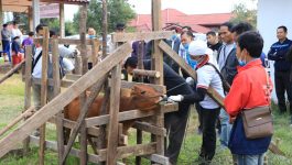 ເພື່ອເປັນການຊົມເຊີຍວັນສັກຢາປ້ອງກັນພະຍາດສັດແຫ່ງຊາດ 11 ພະຈິກ ໃຫ້ເປັນຂະບວນການຟົດຟື້ນ, ໃນວັນທີ 11 ພະຈິກ 2020 ຢູ່ບ້ານທົ່ງໃຫຍ່ ເມືອງປາກຊັນ ແຂວງບໍລິຄຳໄຊ ໄດ້ຈັດກິດຈະກຳສັກຢາປ້ອງກັນພະຍາດສັດຂຶ້ນ ໂດຍເປັນກຽດເຂົ້າຮ່ວມຂອງທ່ານ ແສງອາລຸນ ແສງອາພອນ ຮອງເລຂາພັກເມືອງປາກຊັນ. ທ່ານ ອານຸໄຊ ແສງອຸໄທ ໜ່ວຍງານລ້ຽງສັດ [&hellip;]