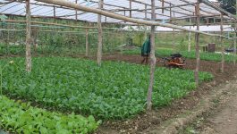 ຕາມການລາຍງານຂອງ ທ່ານ ຄໍາພູ ພັນດານຸວົງ ຫົວໜ້າຫ້ອງການກະສິກໍາ-ປ່າໄມ້ ເມືອງວຽງທອງ ໃນວັນທີ 4 ພະຈິກ 2020 ໃຫ້ຮູ້ວ່າ ມາຮອດປະຈຸບັນ ຊາວກະສິກອນເມືອງວຽງທອງ ແຂວງບໍລິຄໍາໄຊ ໄດ້ຂຸ້ນຂ້ຽວເກັບກ່ຽວມ້ຽນມັດເຂົ້ານາປີສໍາເລັດ 80% ໃນເນື້ອທີ 1.653 ກ່ວາເຮັກຕ່າ ສະມັດຕະພາບ [&hellip;]