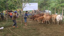 ເພື່ອເປັນການຊົມເຊີຍ ວັນສັກຢາປ້ອງກັນພະຍາດສັດແຫ່ງຊາດ ວັນທີ 11 ພະຈິກ ຂອງທຸກໆ ປີ ທີ່ໄດ້ໝູນວຽນມາຄົບຮອບອີກວາລະໜຶ່ງ ໃນຕອນເຊົ້າວັນທີ 18 ພະຈິກ 2020 ຫ້ອງການກະສິກໍາ-ປ່າໄມ້ ເມືອງວຽງທອງ ແຂວງບໍລິຄໍາໄຊ ໄດ້ຈັດພິທີເປີດສັກຢາປ້ອງກັນພະຍາດສັດລ້ຽງປະຈໍາປີຂື້ນຢູ່ທີ່ຄັງລ້ຽງງົວ ທ່ານ ບົວພາ ໄຊຍະແພງ ທີ່ບ້ານໂພນດູ່ [&hellip;]