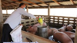 ເພື່ອຄວາມອຸດົມສົມບູນຂອງຄອບຄົວໃນສະພາບເສດຖະກິດປະຈຸບັນ ທຸກຄົນຕ້ອງໄດ້ບຸກບືນຊອກຫາແຫຼ່ງລາຍຮັບ ໃຫ້ແກ່ຄອບຄົວດ້ວຍເຫື່ອແຮງ ແລະ ສະຕິປັນຍາ ຕາມເງື່ອນໄຂສະພາບແວດລ້ອມຂອງແຕ່ລະຄອບຄົວ. ປະຈຸບັນ ການລ້ຽງໝູ ກໍ່ເປັນອີກທາງເລືອກໜຶ່ງທີ່ເໝາະສົມ ສຳລັບຊາວກະສິກອນ ຫຼື ຊັ້ນຄົນຕ່າງໆເພື່ອຂາຍ ທັງພັດທະນາຄອບຄົວໃຫ້ມີຊີວິດການເປັນຢູ່ທີ່ດີຂຶ້ນ, ຄືດັ່ງຄອບຄົວຂອງທ່ານ ຄຳບາງ ອອນມະນີ ປະຊາຊົນບ້ານວຽງຄຳ ເມືອງປາກກະດິງ ແຂວງບໍລິຄຳໄຊ ໄດ້ໃຫ້ສຳພາດຕໍ່ສື່ມວນຂອງແຂວງ [&hellip;]