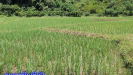 ທົ່ວແຂວງບໍລິຄຳໄຊ ສາມາດປະຕິບັດການຕົກກ້ານາແຊງໄດ້ທັງໝົດ 1.728 ເຮັກຕາ ແລະ ປູກພືດລະດູແລ້ງ ໄດ້ 4.946 ເຮັກຕາ ທ່ານ ພັດທະຈອນ ແກ້ວພຸດທະວົງ ຫົວໜ້າພະແນກກະສິກຳ ແລະ ປ່າໄມ້ ໄດ້ລາຍງານຕໍ່ກອງປະຊຸມເປີດກວ້າງ ຄົບຄະນະບໍລິຫານງານພັກແຂວງບໍລິຄຳໄຊ ຄັ້ງທີ 3 ສະໄໝ [&hellip;]