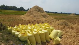 ຊາວກະສິກອນທົ່ວແຂວງ ກຳລັງສຸມໃສ່ເກັບກ່ຽວເຂົ້ານາແຊງ ແລະ ສາມາດປະຕິບັດສຳເລັດແລ້ວປະມານ 50-60% ທ່ານ ດາລາພອນ ພົນສະຫວັດດີ ຫົວໜ້າຂະແໜງປູກຝັງ ໄດ້ໃຫ້ສຳພາດຕໍ່ສື່ມວນຊົນຂອງແຂວງ ໃນວັນທີ 27 ເມສາ 2021 ຢູ່ພະແນກກະສິກຳ ແລະ ປ່າໄມແຂວງບໍລິຄຳໄຊ. ຕາມແຜນການຜະລິດເຂົ້ານາແຊງແມ່ນ 1.770 ເຮັກຕາ, [&hellip;]