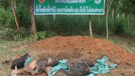 ໃນວັນທີ 21 ພຶດສະພາ 2021 ນີ້ຢູ່ຫ້ອງການກະສິກໍາ ແລະ ປ່າໄມ້ເມືອງ ວຽງທອງ, ແຂວງ ບໍລິຄໍາໄຊ ໄດ້ຈັດພິທີທໍາລາຍຊີ້ນສ່ວນສັດປ່າ ໂດຍເປັນກຽດເຂົ້າຮ່ວມຂອງ ທ່ານ ຄໍາແພນ ວິລືທໍາ ເຈົ້າເມືອງວຽງທອງ, ມີຫົວໜ້າ, ຮອງຫ້ອງໜ້າຫ້ອງການ, ພະນັກງານ, ນາຍບ້ານ [&hellip;]