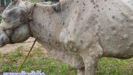 ທົ່ວແຂວງມີງົວ-ຄວາຍ ຕິດເຊື້ອພະຍາດສັດ “ລຳປີສະກີນ” ຫຼື ພະຍາດສັດຜີວໜັງອັກເສບຮ້າຍແຮງ (ງົວ-ຄວາຍ) ທັງໝົດ 10 ພັນກວ່າໂຕ ທ່ານ ພັດທະຈອນ ແກ້ວພຸດທະວົງ ຫົວໜ້າພະແນກກະສິກຳ ແລະ ປ່າໄມ້ແຂວງ ໄດ້ລາຍງານກອງປະຊຸມເປີດກວ້າງຄົບຄະນະບໍລິຫານງານພັກແຂວງບໍລິຄຳໄຊ ຄັ້ງທີ 4 ສະໄໝ ທີ [&hellip;]