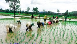 ທ່ານ ດາລາພອນ ພົນສະຫັວດດີ ຫົວໜ້າຂະແໜງປູກຝັງ ພະແນກກະສິກຳ ແລະ ປ່າໄມ້ແຂວງ ໄດ້ໃຫ້ສຳພາດ ໃນວັນທີ 5 ກໍລະກົດ 2021 ວ່າ: ຄວາມຄືບໜ້າຂອງຂະບວນການຜະລິດລະດູຝົນ ຂອງຊາວກະສິກອນໃນທົ່ວແຂວງປີນີ້ ແລະ ແຜນການປູກເຂົ້ານາປີ ມີເນື້ອທີ່ທັງໝົດ 37.119 ເຮັກຕາ, [&hellip;]