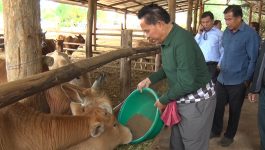 ເຈົ້າແຂວງບໍລິຄຳໄຊ ຢ້ຽມຢາມຟາມລ້ຽງງົວ ຫອມພະຈັນ ບ້ານໜອງອໍ້ ເມືອງຄຳເກີດ