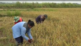 ຊາວກະສິກອນທົ່ວແຂວງບໍລິຄຳໄຊ ຂຸ້ນຂ້ຽວເກັບກ່ຽວເຂົ້ານາແຊງຂອງຕົນສຳເລັດແລ້ວ 33,48%