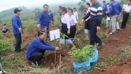 ເມືອງວຽງທອງ ຈັດພິທີປູກຕົ້ນໄມ້ແຫ່ງຊາດ