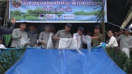 ແຂວງບໍລິຄຳໄຊ ປ່ອຍປາ 250.000 ໂຕ ຄືນສູ່ທຳມະຊາດ ເນື່ອງໃນໂອກາດວັນທີ 13 ກໍລະກົດ