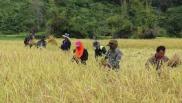 ຊາວກະສິກອນ ເມືອງໄຊຈໍາພອນ ເກັບກ່ຽວເຂົ້ານາປີສຳເລັດແລ້ວ 50%