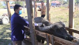 ພິທີວັນສັກຢາວັກຊີນປ້ອງກັນພະຍາດສັດແຫ່ງຊາດ